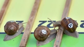 U sklopu Benkovackog kulturnog ljeta Grad Benkovac i Turisticka zajednica Grada Benkovca vec cetvrtu godinu za redom organiziraju manifestaciju Puzevim korakom. Radi se o gastro manifestaciji pripreme i degustacije puzeva. Posjetitelji su imali prilike d U sklopu Benkovackog kulturnog ljeta Grad Benkovac i Turisticka zajednica Grada Benkovca vec cetvrtu godinu za redom organiziraju manifestaciju Puzevim korakom. Radi se o gastro manifestaciji pripreme i degustacije puzeva. Posjetitelji su imali prilike d
