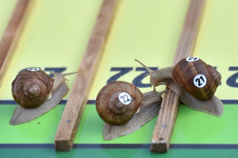 U sklopu Benkovackog kulturnog ljeta Grad Benkovac i Turisticka zajednica Grada Benkovca vec cetvrtu godinu za redom organiziraju manifestaciju Puzevim korakom. Radi se o gastro manifestaciji pripreme i degustacije puzeva. Posjetitelji su imali prilike d U sklopu Benkovackog kulturnog ljeta Grad Benkovac i Turisticka zajednica Grada Benkovca vec cetvrtu godinu za redom organiziraju manifestaciju Puzevim korakom. Radi se o gastro manifestaciji pripreme i degustacije puzeva. Posjetitelji su imali prilike d