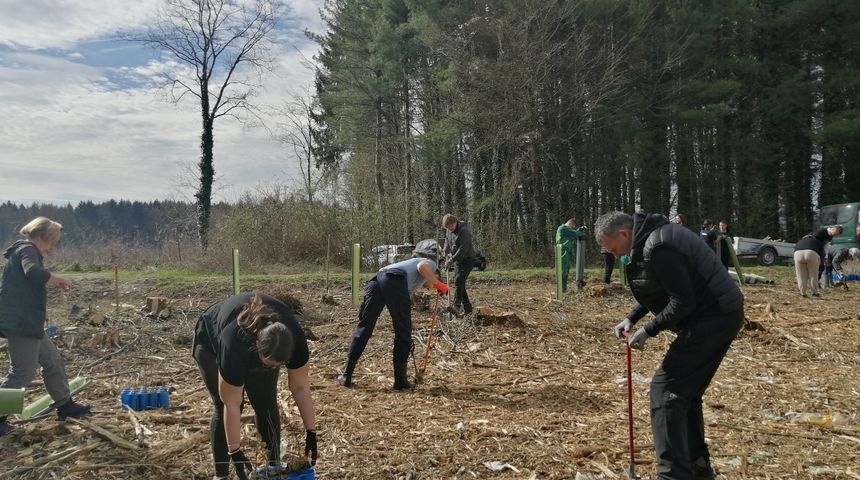 sadnja drveća u Zelendvoru sadnja drveća u Zelendvoru
