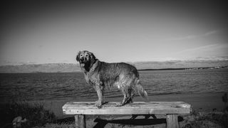 Crno bijela bajka na Kraljičinoj plaži, foto: Iva Perinčić
