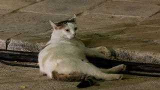 Società Filarmonia iz Italije za kraj Glazbenih večeri u sv. Donatu Società Filarmonia iz Italije za kraj Glazbenih večeri u sv. Donatu