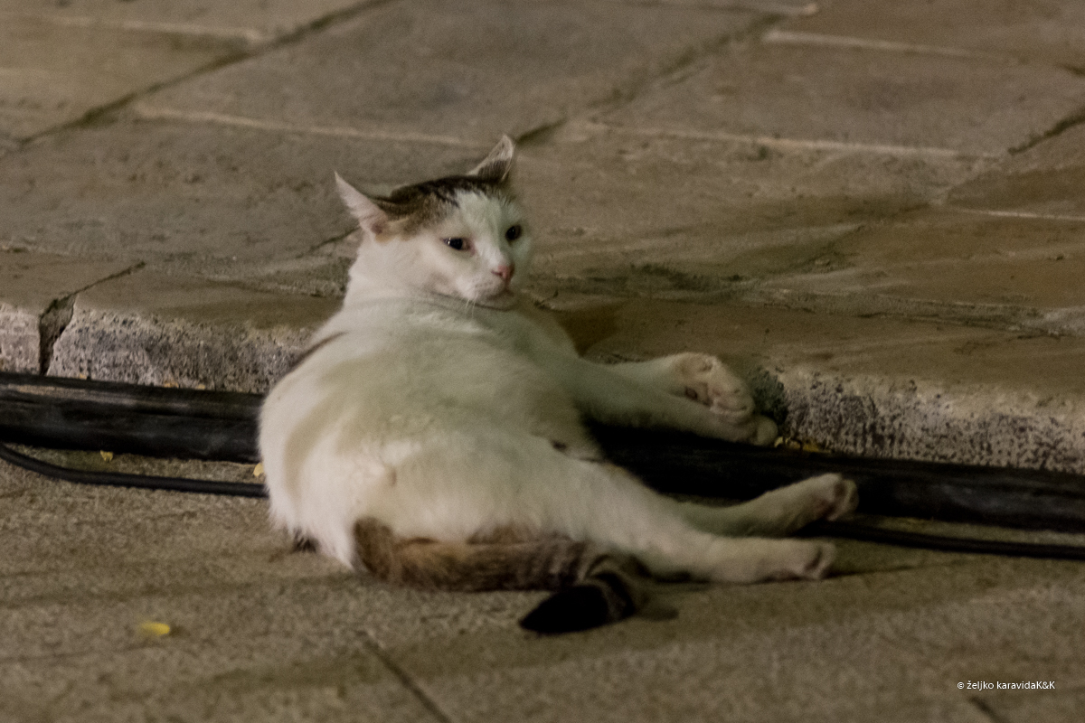 Società Filarmonia iz Italije za kraj Glazbenih večeri u sv. Donatu Società Filarmonia iz Italije za kraj Glazbenih večeri u sv. Donatu