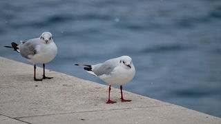 Bura i snijeg u Zadru 1. veljače 2012, Foto: Duje Surać