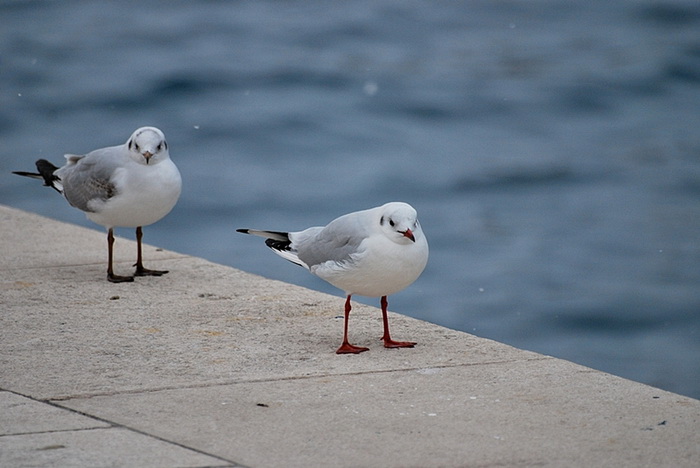 Bura i snijeg u Zadru 1. veljače 2012, Foto: Duje Surać