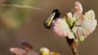 Priroda, cvijece, livada, sparoge, foto: Leo Banic