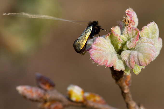 Priroda, cvijece, livada, sparoge, foto: Leo Banic