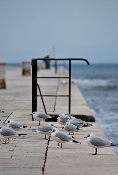 Bura i snijeg u Zadru 1. veljače 2012, Foto: Duje Surać
