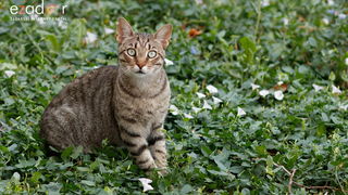 Đir po gradu, utorak 9. srpnja 2019. Đir po gradu, utorak 9. srpnja 2019.