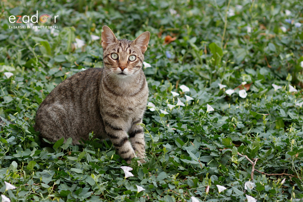 Đir po gradu, utorak 9. srpnja 2019. Đir po gradu, utorak 9. srpnja 2019.