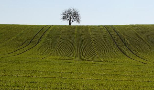Koprivnica – 30-ak hektara velika oranica s posijanom psenicom. Photo: Marijan Susenj/PIXSELL