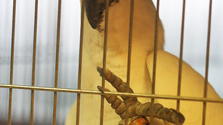 Ornitološko prvenstvo Hrvatske u hotelu Zadar (foto:Saša Čuka)