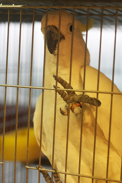 Ornitološko prvenstvo Hrvatske u hotelu Zadar (foto:Saša Čuka)