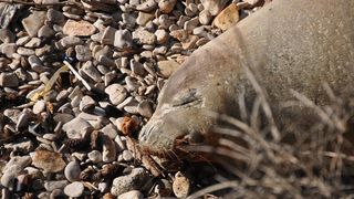 Sredozemna medvjedica na pulskoj plaži, Foto: Duško Marušić/PIXSELL Sredozemna medvjedica na pulskoj plaži, Foto: Duško Marušić/PIXSELL