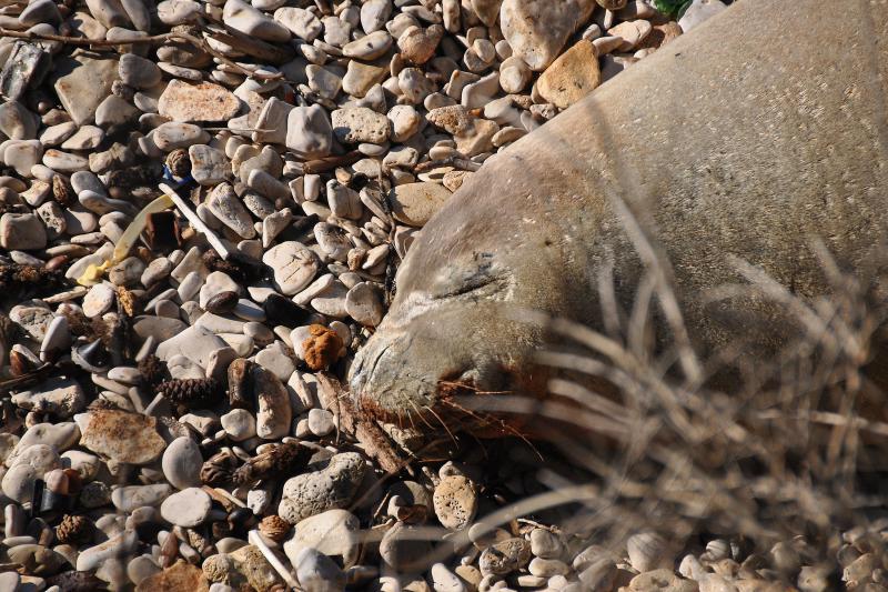 Sredozemna medvjedica na pulskoj plaži, Foto: Duško Marušić/PIXSELL Sredozemna medvjedica na pulskoj plaži, Foto: Duško Marušić/PIXSELL