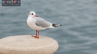 Đir po gradu, srijeda 13. prosinca 2017.