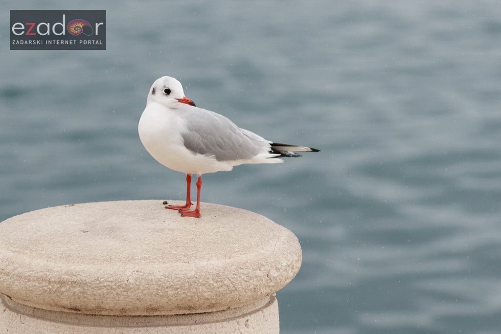 Đir po gradu, srijeda 13. prosinca 2017.