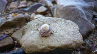 Jutarnji đir Puta Bajlom, foto: Iva Perinčić