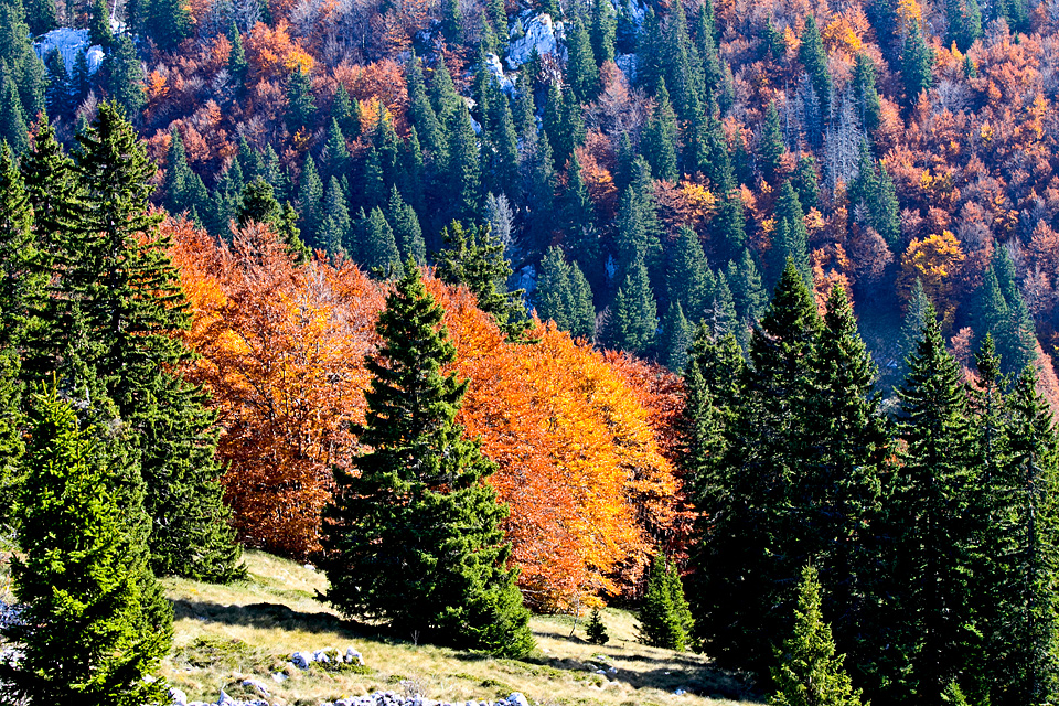 Đir do Zavižana, sjeverni Velebit, foto: Leo Banić
