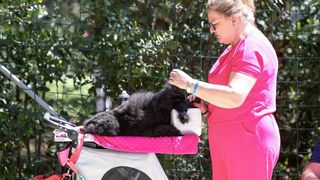 Međunarodna izložba pasa CACIB 2023