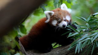 Zagreb, 201010.
Zoloski vrt.
Mladunci crvenih pandi vec se nekoliko dana mogu vidjeti ispred svoje nastambe u Zooloskom vrtu grada Zagreba.
Foto: Promocija Zoo vrt / CROPIX Zagreb, 201010.
Zoloski vrt.
Mladunci crvenih pandi vec se nekoliko dana mogu vidjeti ispred svoje nastambe u Zooloskom vrtu grada Zagreba.
Foto: Promocija Zoo vrt / CROPIX
