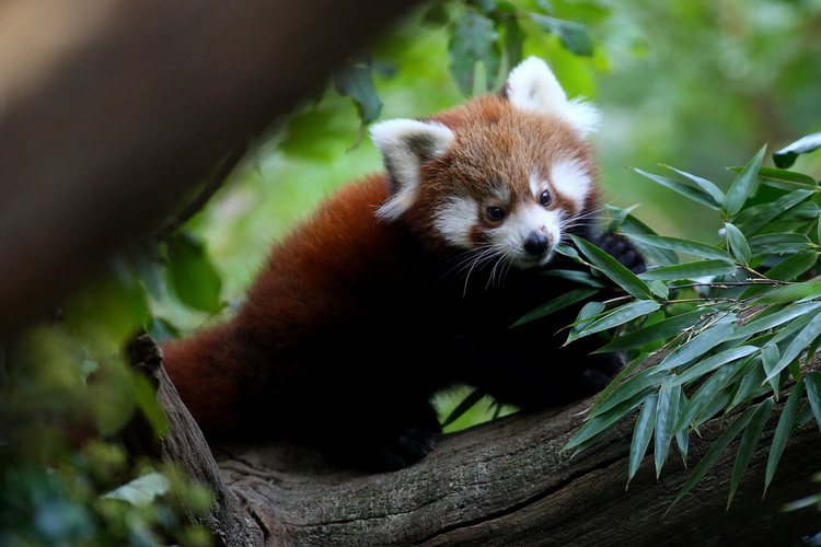 Zagreb, 201010.
Zoloski vrt.
Mladunci crvenih pandi vec se nekoliko dana mogu vidjeti ispred svoje nastambe u Zooloskom vrtu grada Zagreba.
Foto: Promocija Zoo vrt / CROPIX Zagreb, 201010.
Zoloski vrt.
Mladunci crvenih pandi vec se nekoliko dana mogu vidjeti ispred svoje nastambe u Zooloskom vrtu grada Zagreba.
Foto: Promocija Zoo vrt / CROPIX