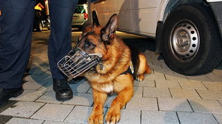 Najbolji navijači na svitu na utakmici Zadar-Cibona, Foto: Mia Čop Najbolji navijači na svitu na utakmici Zadar-Cibona, Foto: Mia Čop