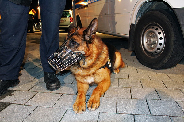 Najbolji navijači na svitu na utakmici Zadar-Cibona, Foto: Mia Čop Najbolji navijači na svitu na utakmici Zadar-Cibona, Foto: Mia Čop