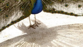 Zadar, 270510.
Prijatelji zivotinja se pobunili protiv improviziranog ZOO-a u Obrovcu. Vlasnik restorana Anita Milan Anic uz janjetinu s raznja u svojoj ponudi drzi i egzoticne zivotinje, majmune, klokane, nojeve, rode, rakune.
Foto: Jure Miskovic / CROPI Zadar, 270510.
Prijatelji zivotinja se pobunili protiv improviziranog ZOO-a u Obrovcu. Vlasnik restorana Anita Milan Anic uz janjetinu s raznja u svojoj ponudi drzi i egzoticne zivotinje, majmune, klokane, nojeve, rode, rakune.
Foto: Jure Miskovic / CROPI