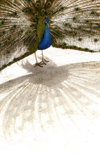 Zadar, 270510.
Prijatelji zivotinja se pobunili protiv improviziranog ZOO-a u Obrovcu. Vlasnik restorana Anita Milan Anic uz janjetinu s raznja u svojoj ponudi drzi i egzoticne zivotinje, majmune, klokane, nojeve, rode, rakune.
Foto: Jure Miskovic / CROPI Zadar, 270510.
Prijatelji zivotinja se pobunili protiv improviziranog ZOO-a u Obrovcu. Vlasnik restorana Anita Milan Anic uz janjetinu s raznja u svojoj ponudi drzi i egzoticne zivotinje, majmune, klokane, nojeve, rode, rakune.
Foto: Jure Miskovic / CROPI