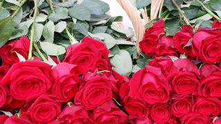 U organizaciji Općine Vir i Vir turizma virskim damama podijeljeno 400 ruža u povodu Dana žena