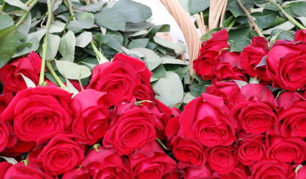 U organizaciji Općine Vir i Vir turizma virskim damama podijeljeno 400 ruža u povodu Dana žena