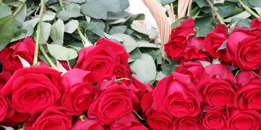 U organizaciji Općine Vir i Vir turizma virskim damama podijeljeno 400 ruža u povodu Dana žena U organizaciji Općine Vir i Vir turizma virskim damama podijeljeno 400 ruža u povodu Dana žena