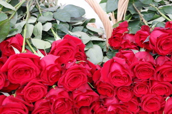 U organizaciji Općine Vir i Vir turizma virskim damama podijeljeno 400 ruža u povodu Dana žena