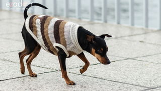 Đir po gradu, subotnja špica 19. siječnja 2019. Đir po gradu, subotnja špica 19. siječnja 2019.