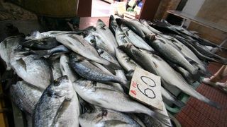 Pici 60 kn/kg