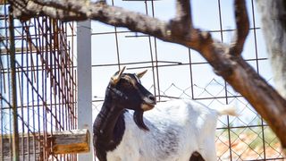 Zaton Obrovački: ZOO s egzotičnim i domaćim životinjama Zaton Obrovački: ZOO s egzotičnim i domaćim životinjama