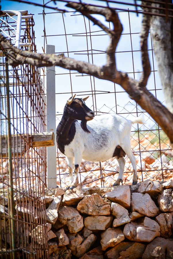 Zaton Obrovački: ZOO s egzotičnim i domaćim životinjama Zaton Obrovački: ZOO s egzotičnim i domaćim životinjama