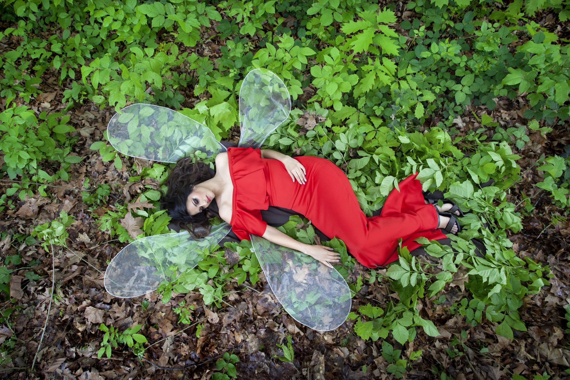 Misice kao šumske vile, koja ima ljepša krila?