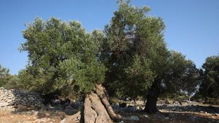 Lun: u posjeti tisućljetnom masliniku, Foto: Luka Stanzl/PIXSELL Lun: u posjeti tisućljetnom masliniku, Foto: Luka Stanzl/PIXSELL