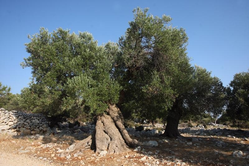 Lun: u posjeti tisućljetnom masliniku, Foto: Luka Stanzl/PIXSELL Lun: u posjeti tisućljetnom masliniku, Foto: Luka Stanzl/PIXSELL