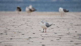 Bura i snijeg u Zadru 1. veljače 2012, Foto: Duje Surać