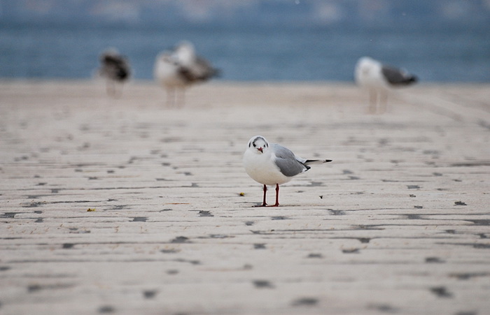 Bura i snijeg u Zadru 1. veljače 2012, Foto: Duje Surać