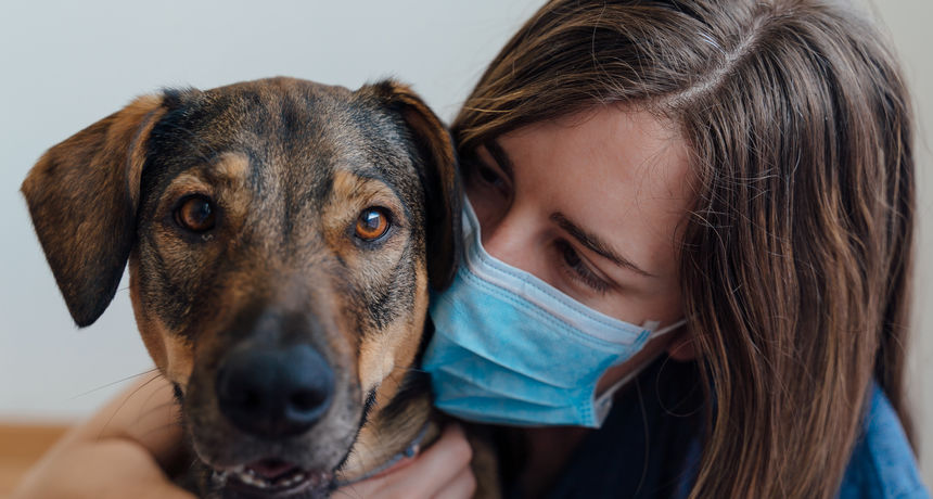 Psi korona Psi korona