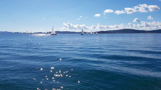 Zadarska Koka 2016. 22. listopada 2016. Foto: Mladen Malik Zadarska Koka 2016. 22. listopada 2016. Foto: Mladen Malik