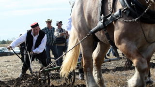 Jankolovica, Biograd, 150912. 
U Jankolovici kraj Biograda odrzan je drugi dan 59. Svjetskog prvenstva u oranju. Ovo natjecanje u oranju odrzava se od 1953. godine, a Hrvatska se ukljucila 2005. godine.
Na fotografiji: detalj s manifestacije. 
Foto: Jure