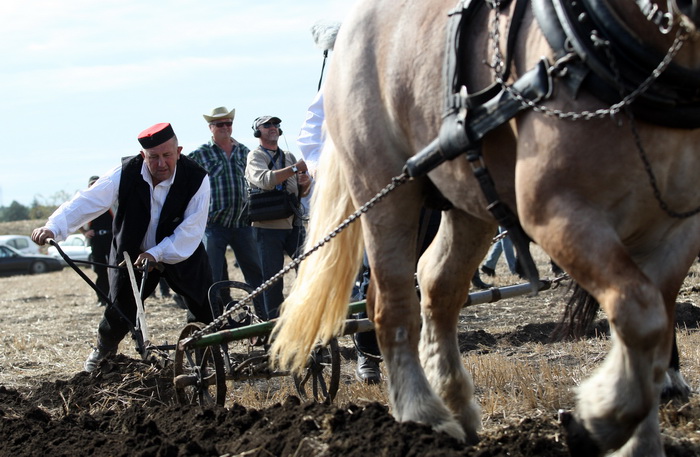 Jankolovica, Biograd, 150912. 
U Jankolovici kraj Biograda odrzan je drugi dan 59. Svjetskog prvenstva u oranju. Ovo natjecanje u oranju odrzava se od 1953. godine, a Hrvatska se ukljucila 2005. godine.
Na fotografiji: detalj s manifestacije. 
Foto: Jure