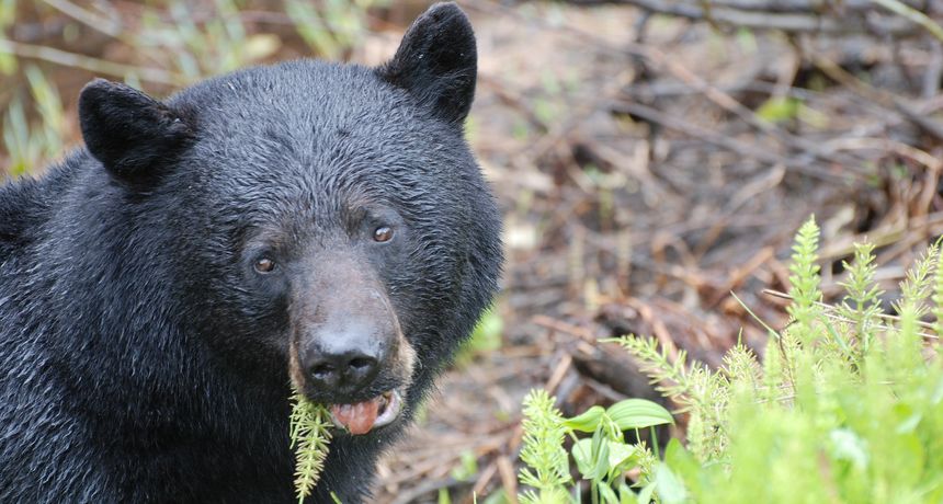 Crni medvjed Crni medvjed