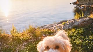 Đir po gradu, 22. siječnja 2016., foto: Iva Perinčić Đir po gradu, 22. siječnja 2016., foto: Iva Perinčić