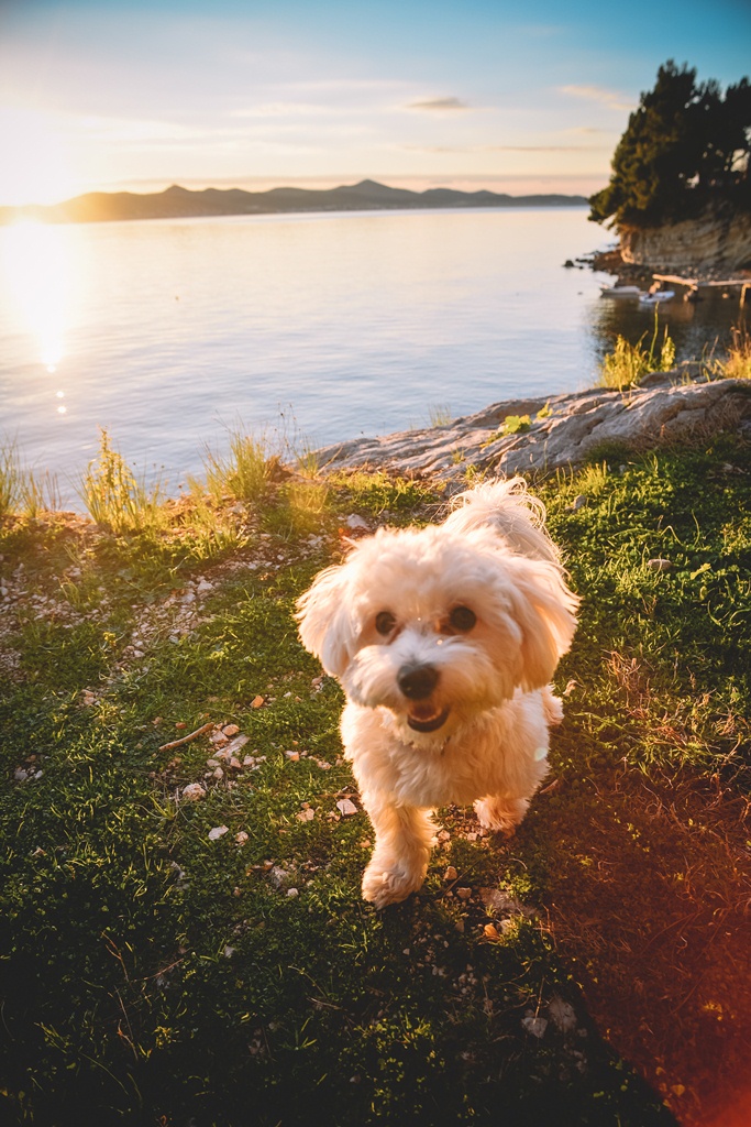 Đir po gradu, 22. siječnja 2016., foto: Iva Perinčić Đir po gradu, 22. siječnja 2016., foto: Iva Perinčić