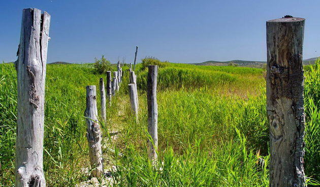 Vrana, foto:Leonard Kvarantan